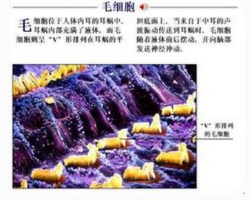 毛细胞