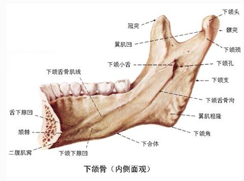 下颌骨(外观侧面)