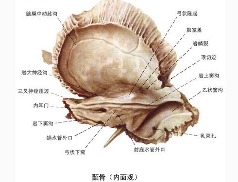 颞骨(内面观)