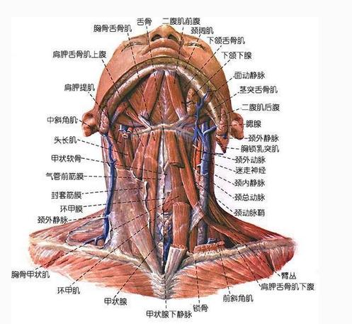 颈部肌肉(下面观)