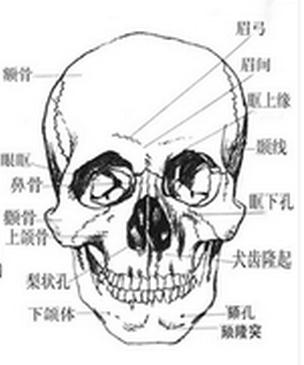 脑颅骨颧面观