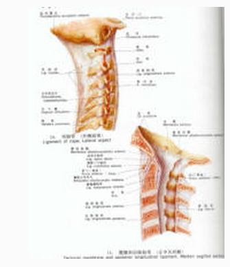 项韧带/覆膜和后纵韧带