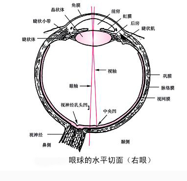 眼球的水平切面图