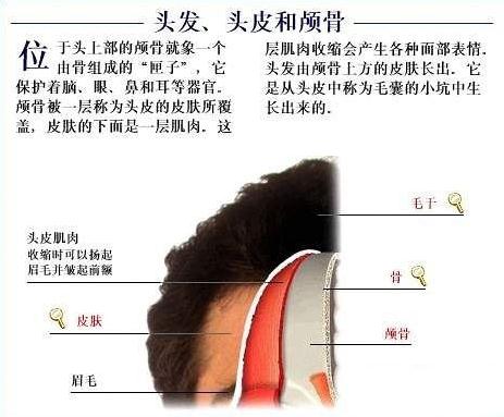 头发、头皮和颅骨
