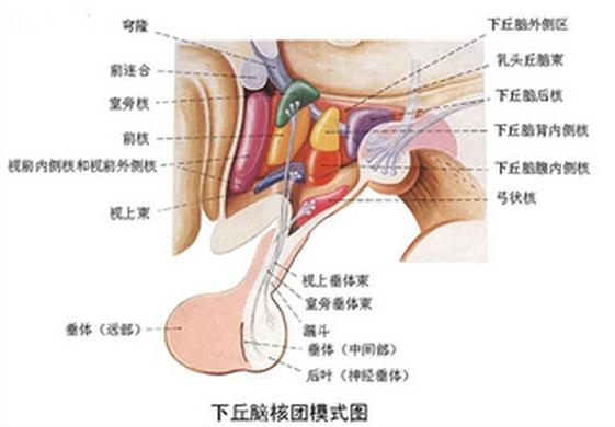 下丘脑核团模式图