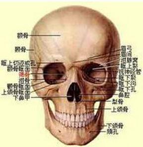 脑颅骨额前观