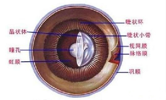虹膜、睫状体及晶状体（后面观）