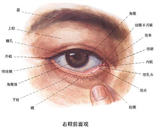 右眼前面观