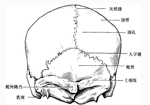 脑颅骨后面观