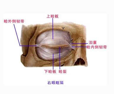 右眼眶隔