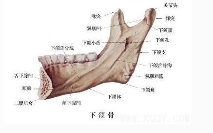 下颌骨(后面观)