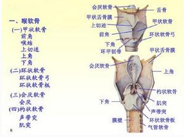 喉软骨
