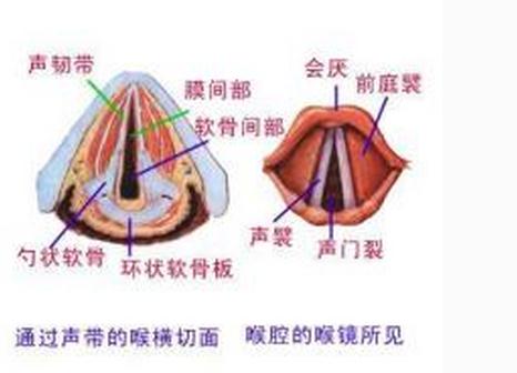 通过声带的喉横切面