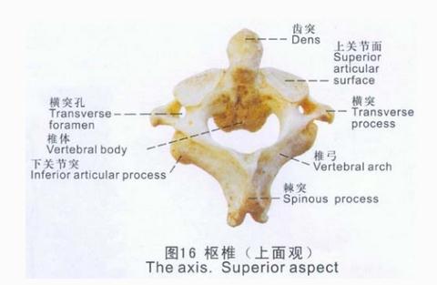 枢椎（上面观）