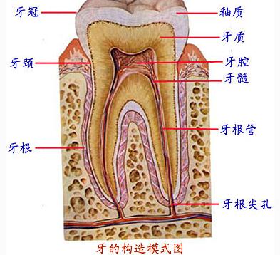 牙的构造模式图