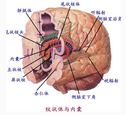 纹状体与内囊