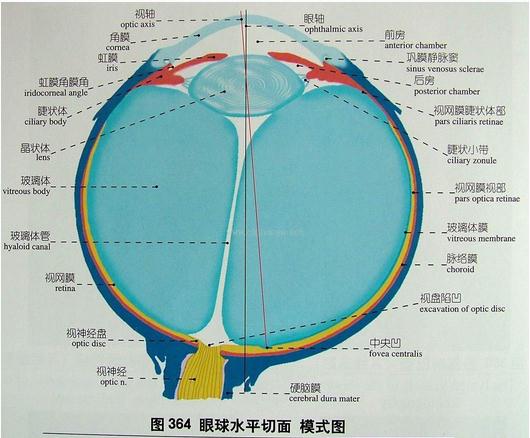 右侧眼球水平断模式图