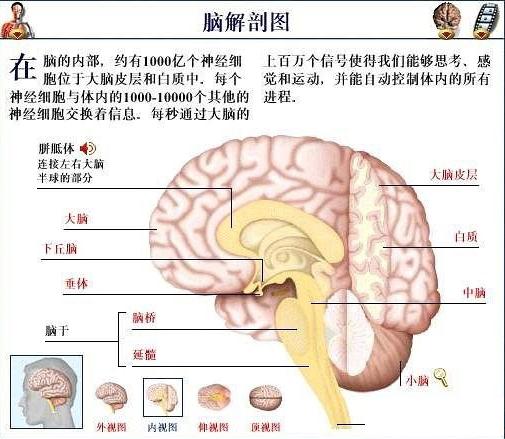 脑解剖图