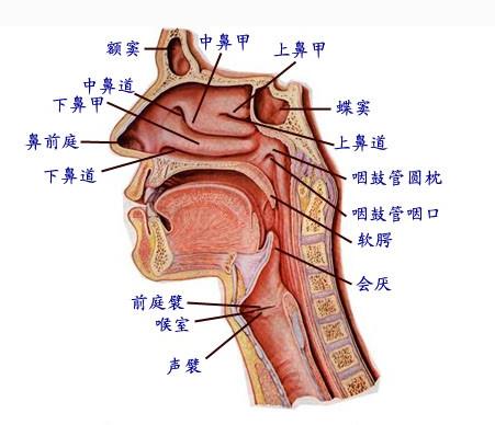 喉解剖图