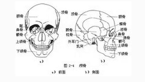 脑颅骨