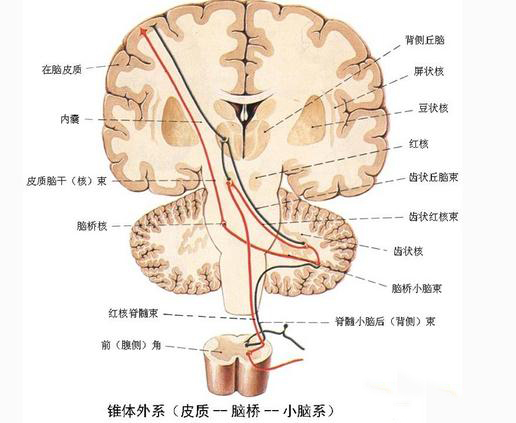 锥体外系（皮质--脑桥--小脑系）