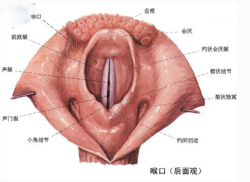 喉口后面观
