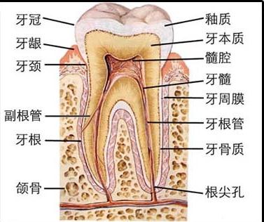 牙齿解剖图