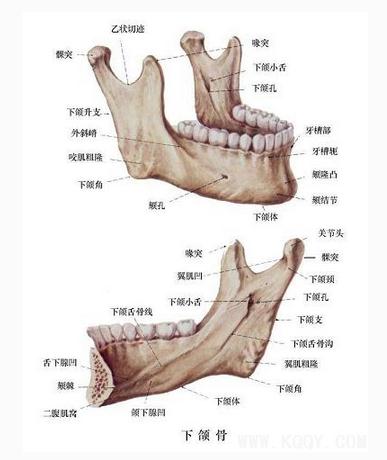 下颌骨