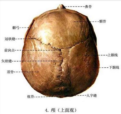 颅骨上面观