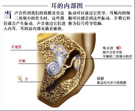耳的内部图