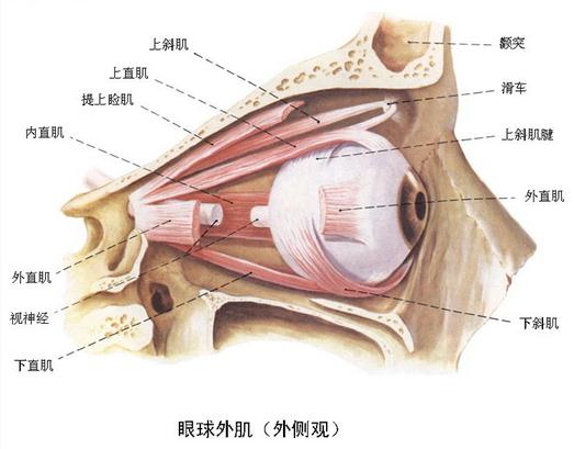 眼球外肌（外侧观）