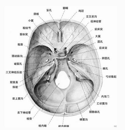 颅骨（内面观）