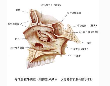[运动系统]骨性鼻腔外侧壁