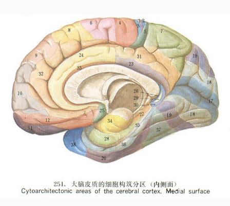 大脑皮质的细胞构筑分区（内侧面）