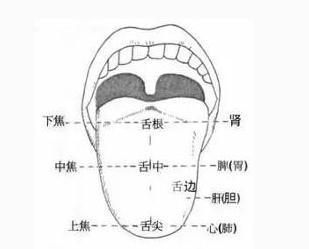 舌头(上面观)