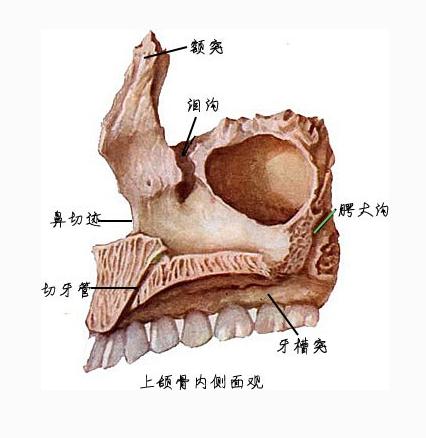 上颌骨(内侧面观)
