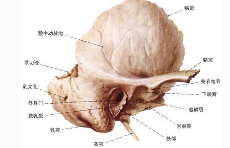 颞骨