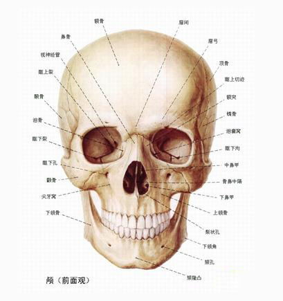 脑颅骨前观