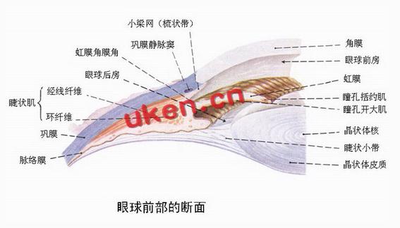 眼球前部的断面