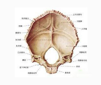 脑颅骨后盖