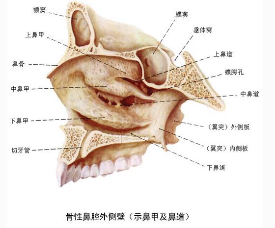 骨性鼻腔外侧壁