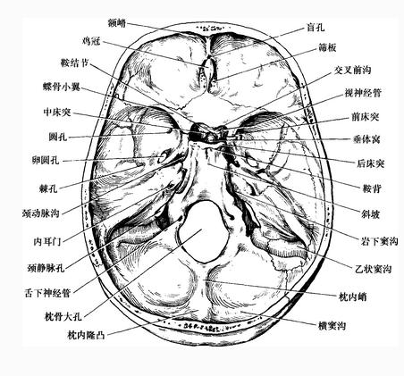 颅骨（内面观）