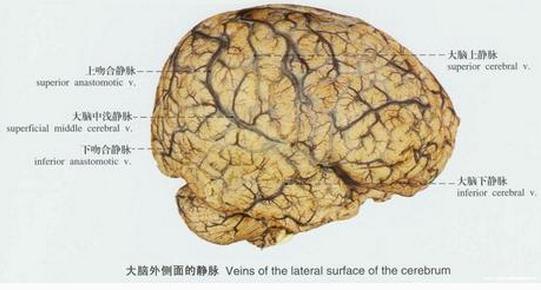 大脑半球外侧面的静脉/大脑深静脉