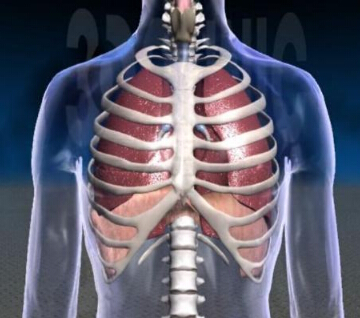 胸腔三维图像
