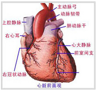 心脏详图