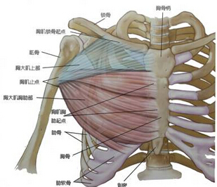 胸部肌肉