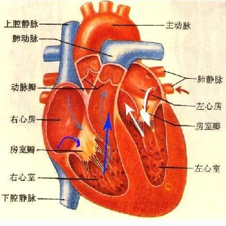 心脏的基本结构图