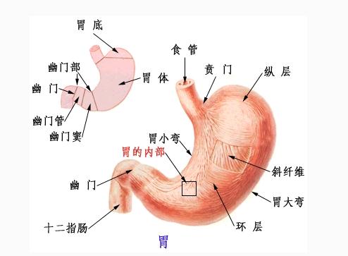 胃