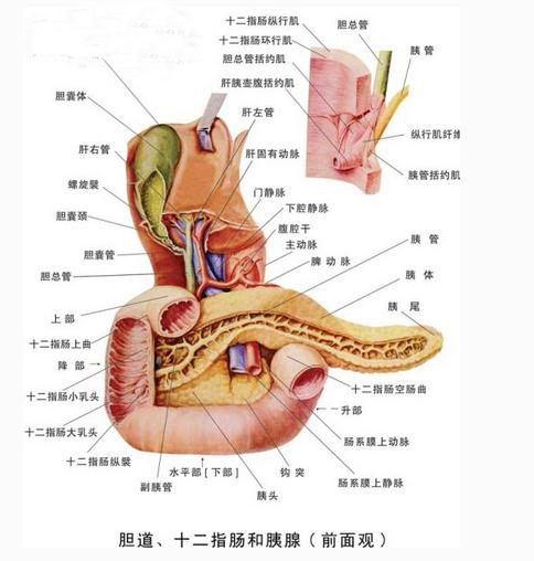 胆道、十二指肠和胰腺