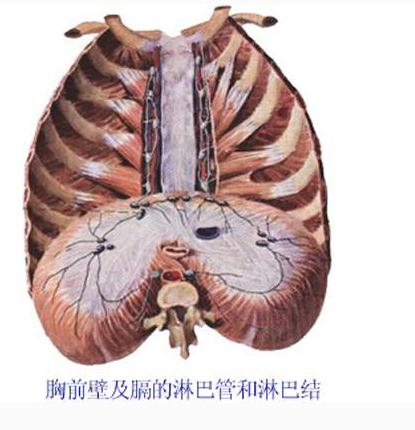 胸前壁及膈的淋巴管和淋巴结